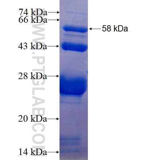 SPATA4 fusion protein Ag2517 SDS-PAGE