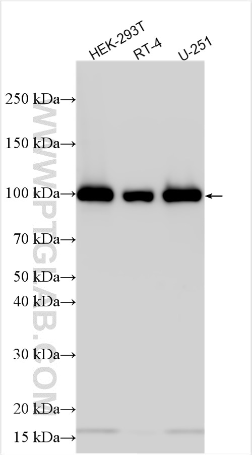 Western Blot (WB) analysis of various lysates using SPATA5 Polyclonal antibody (32104-1-AP)