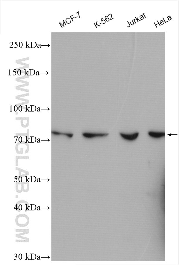 Western Blot (WB) analysis of various lysates using SPATA5L1 Polyclonal antibody (18414-1-AP)