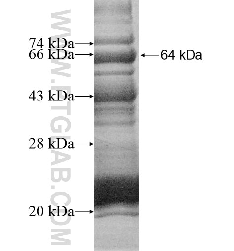 SPATA5L1 fusion protein Ag13269 SDS-PAGE