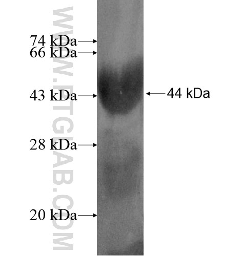 SPATA5L1 fusion protein Ag13274 SDS-PAGE