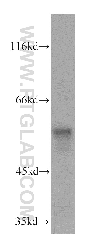 Western Blot (WB) analysis of mouse ovary tissue using SPATA6 Polyclonal antibody (11849-1-AP)