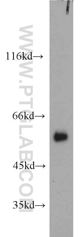 Western Blot (WB) analysis of mouse testis tissue using SPATA6 Polyclonal antibody (11849-1-AP)