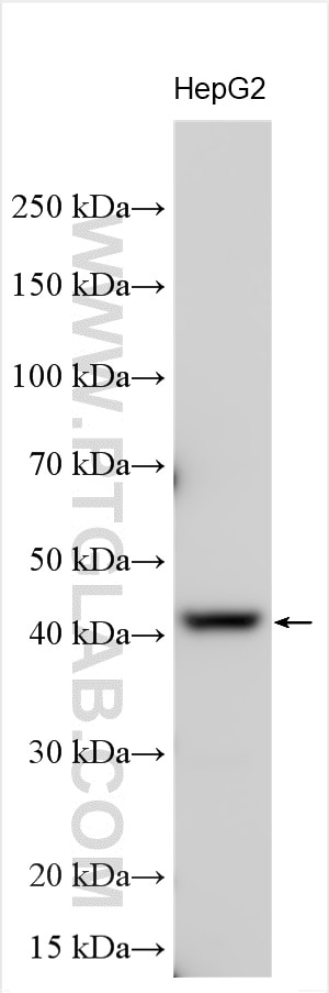 Western Blot (WB) analysis of various lysates using SPATA6L Polyclonal antibody (21597-1-AP)
