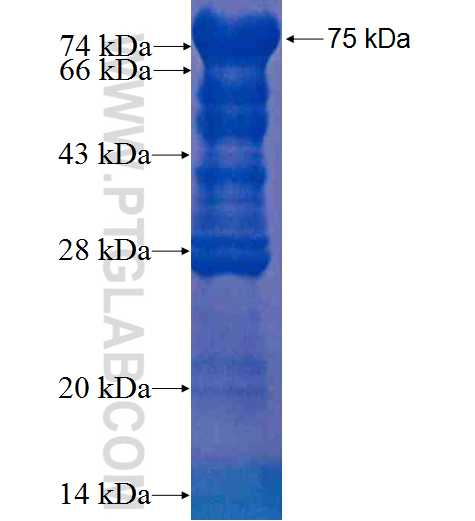 SPATA7 fusion protein Ag2649 SDS-PAGE