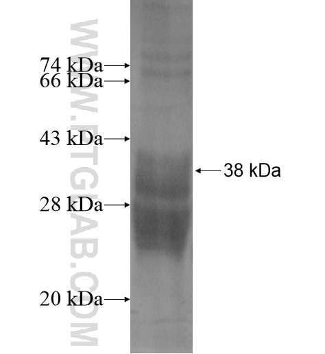 SPATA8 fusion protein Ag13680 SDS-PAGE