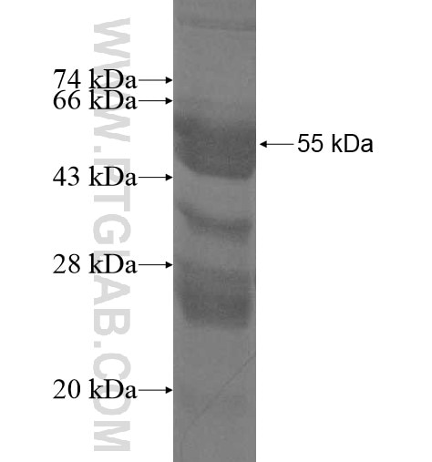 SPATA9 fusion protein Ag11693 SDS-PAGE