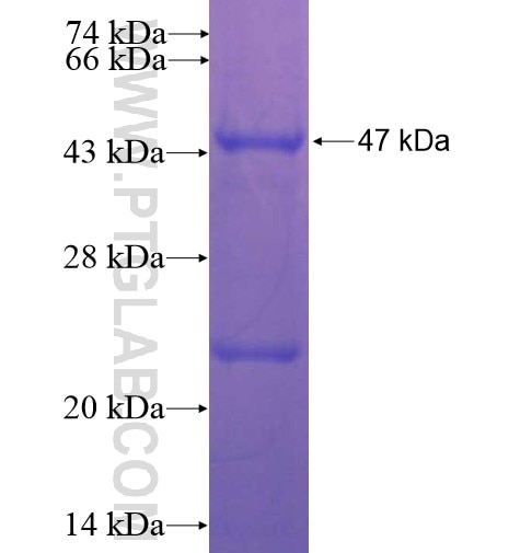 SPATC1 fusion protein Ag12157 SDS-PAGE