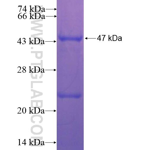 SPATC1 fusion protein Ag12157 SDS-PAGE