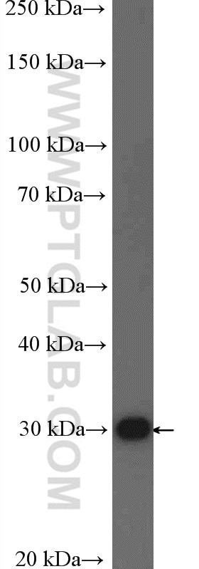 Western Blot (WB) analysis of HEK-293 cells using SPATS1 Polyclonal antibody (26142-1-AP)