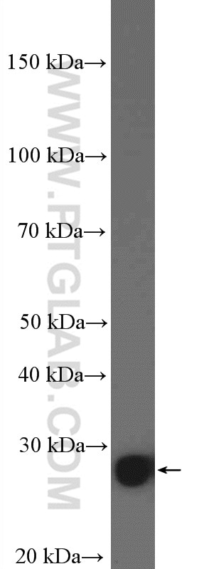 Western Blot (WB) analysis of mouse kidney tissue using SPATS1 Polyclonal antibody (26142-1-AP)