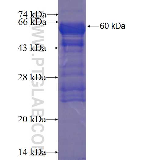 SPATS1 fusion protein Ag23533 SDS-PAGE