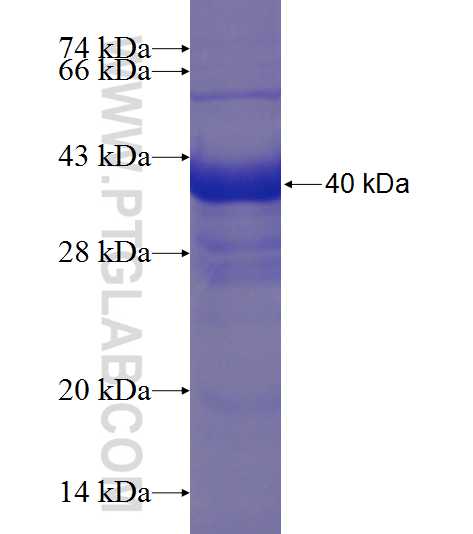 SPATS1 fusion protein Ag23545 SDS-PAGE