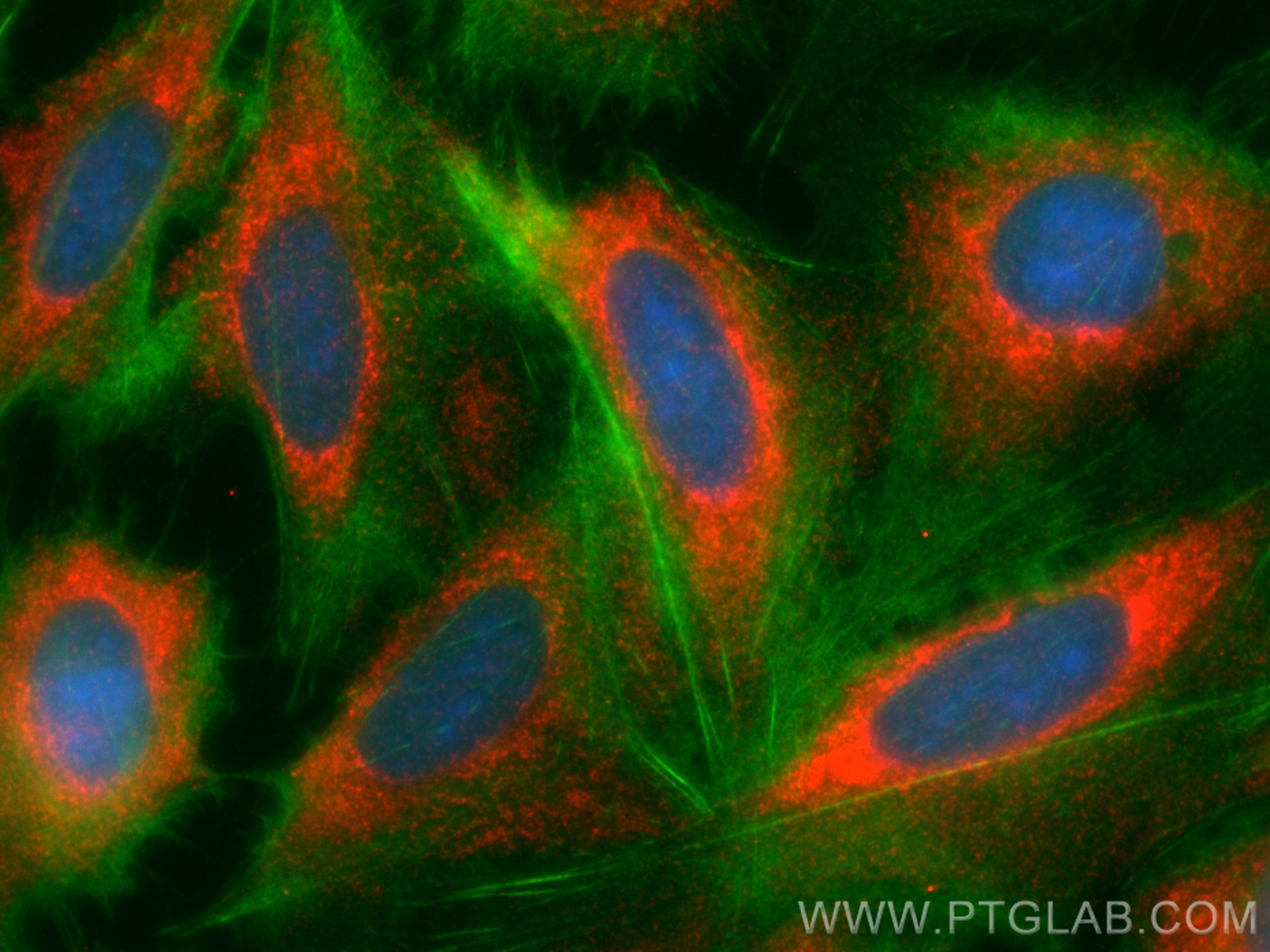 Immunofluorescence (IF) / fluorescent staining of U2OS cells using SPATS2 Polyclonal antibody (32517-1-AP)
