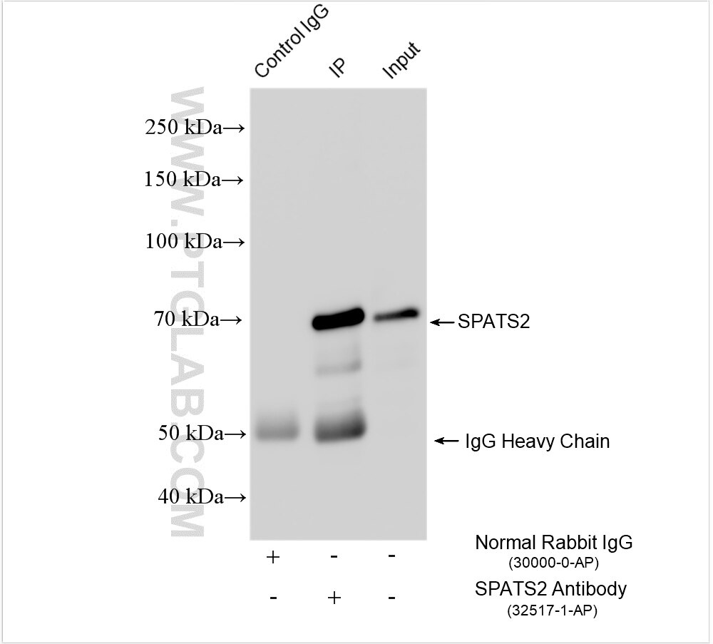 Immunoprecipitation (IP) experiment of HeLa cells using SPATS2 Polyclonal antibody (32517-1-AP)