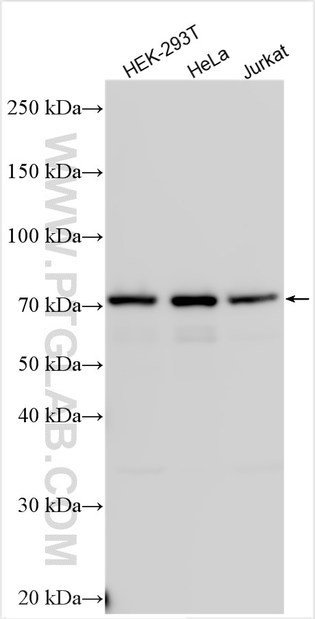 Western Blot (WB) analysis of various lysates using SPATS2 Polyclonal antibody (32517-1-AP)