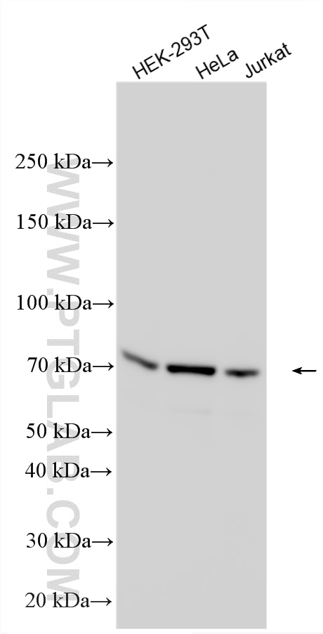 Western Blot (WB) analysis of various lysates using SPATS2 Polyclonal antibody (32517-1-AP)
