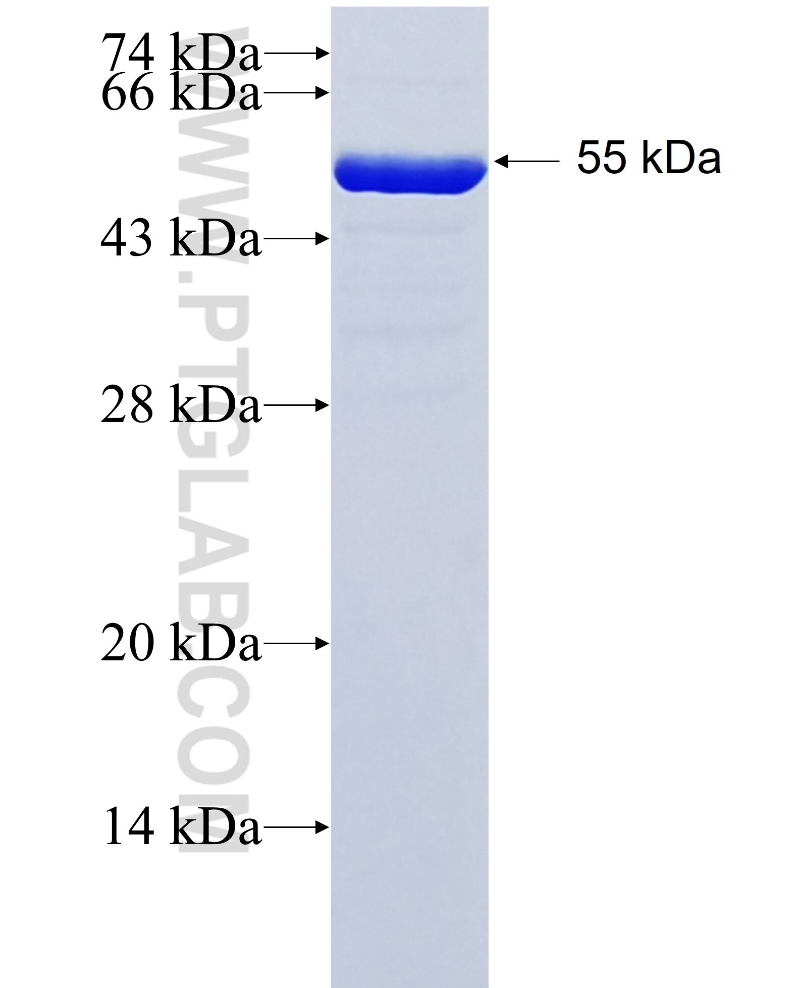 SPATS2 fusion protein Ag38507 SDS-PAGE