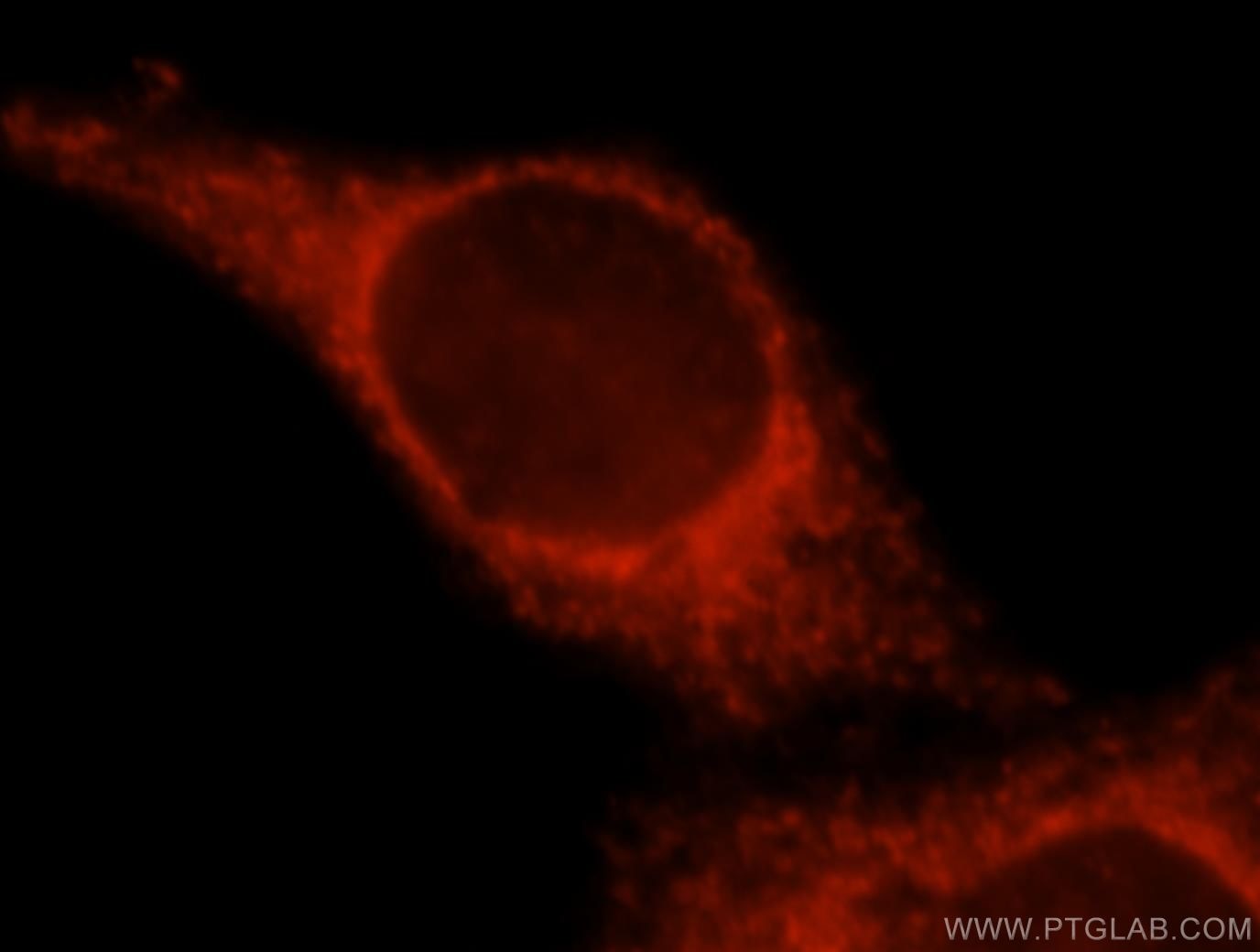 Immunofluorescence (IF) / fluorescent staining of HepG2 cells using SPATS2L Polyclonal antibody (16938-1-AP)