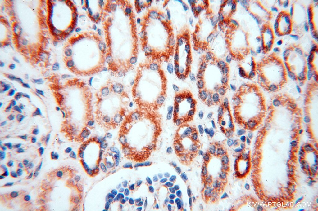 Immunohistochemistry (IHC) staining of human kidney tissue using SPATS2L Polyclonal antibody (16938-1-AP)