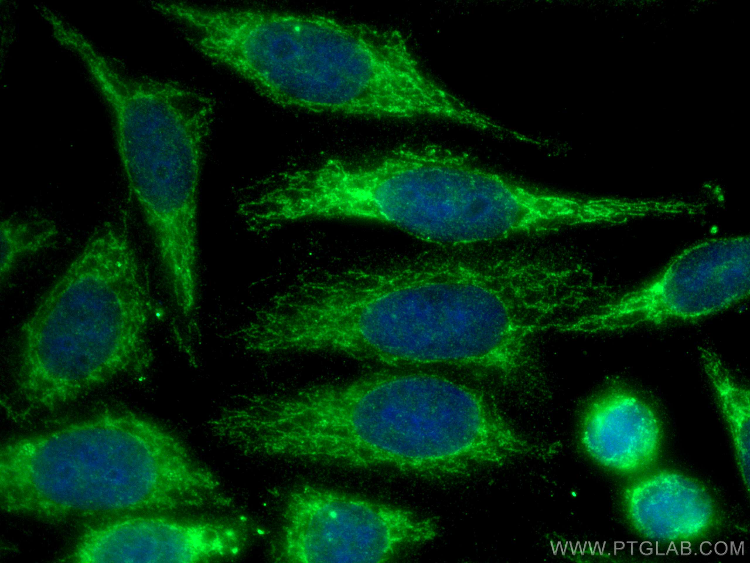 Immunofluorescence (IF) / fluorescent staining of HepG2 cells using SPATS2L Polyclonal antibody (29930-1-AP)