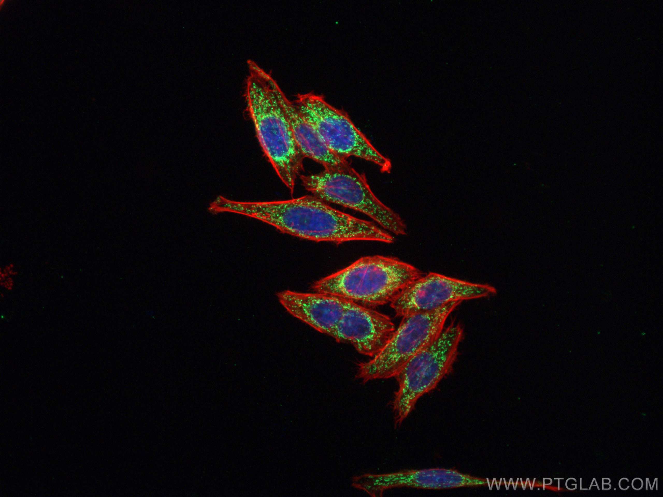 Immunofluorescence (IF) / fluorescent staining of HepG2 cells using SPATS2L Polyclonal antibody (29930-1-AP)