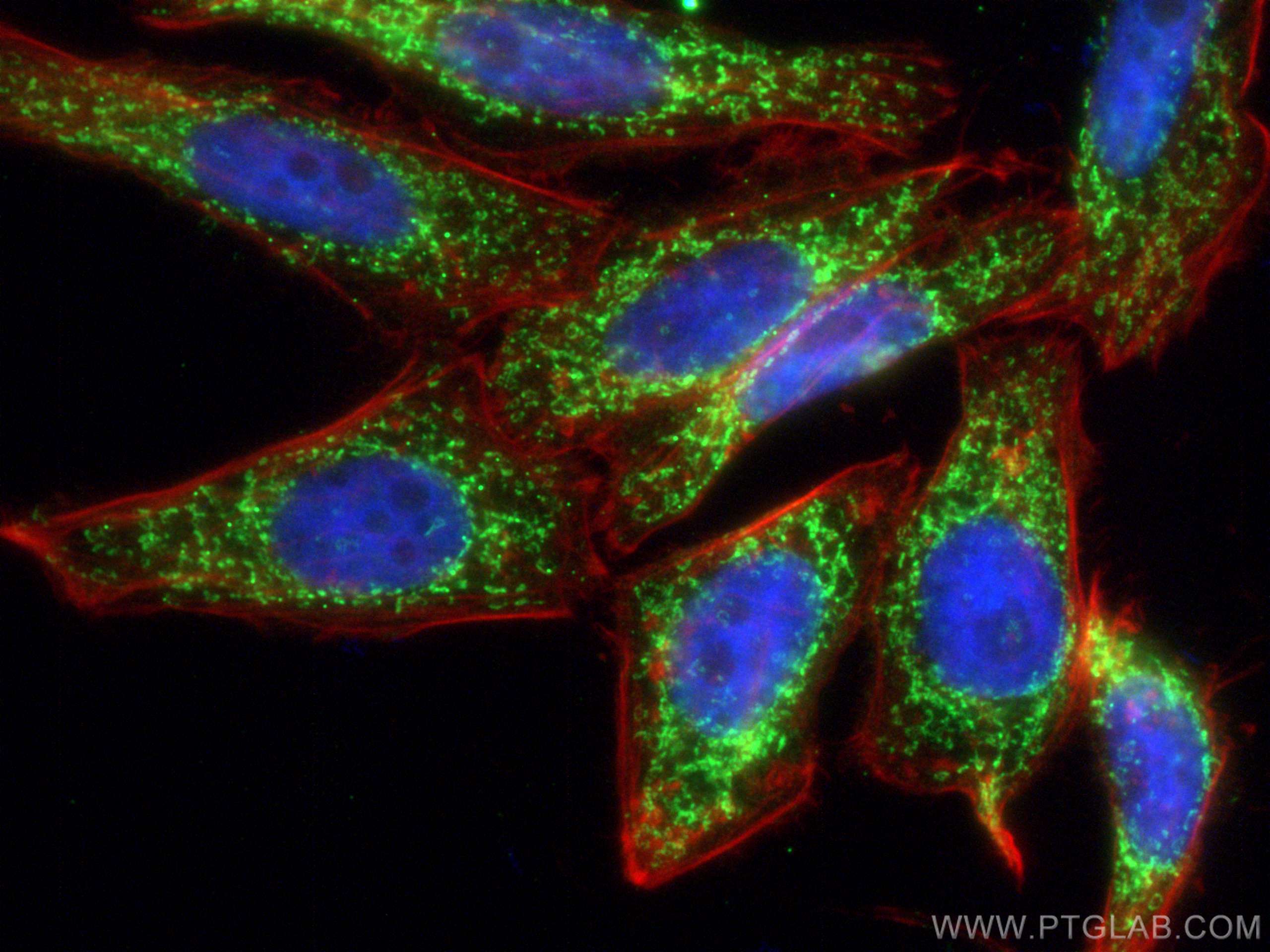 Immunofluorescence (IF) / fluorescent staining of HepG2 cells using SPATS2L Polyclonal antibody (29930-1-AP)