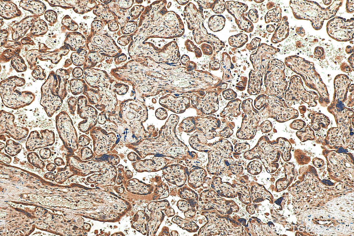 IHC staining of human placenta using 29930-1-AP