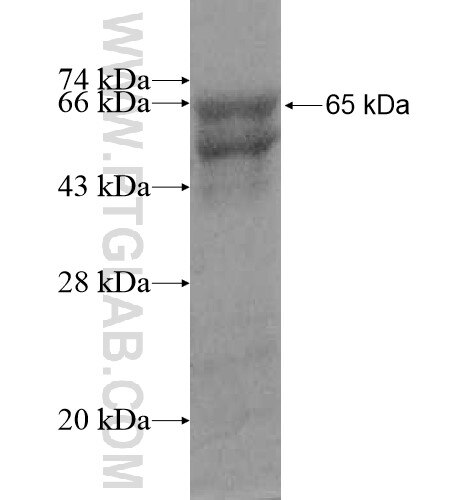 SPATS2L fusion protein Ag10438 SDS-PAGE