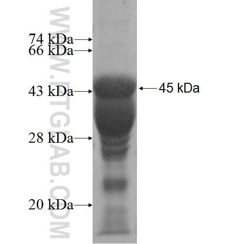SPATS2L fusion protein Ag9647 SDS-PAGE