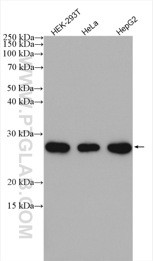 Western Blot (WB) analysis of various lysates using SPC24 Polyclonal antibody (26268-1-AP)