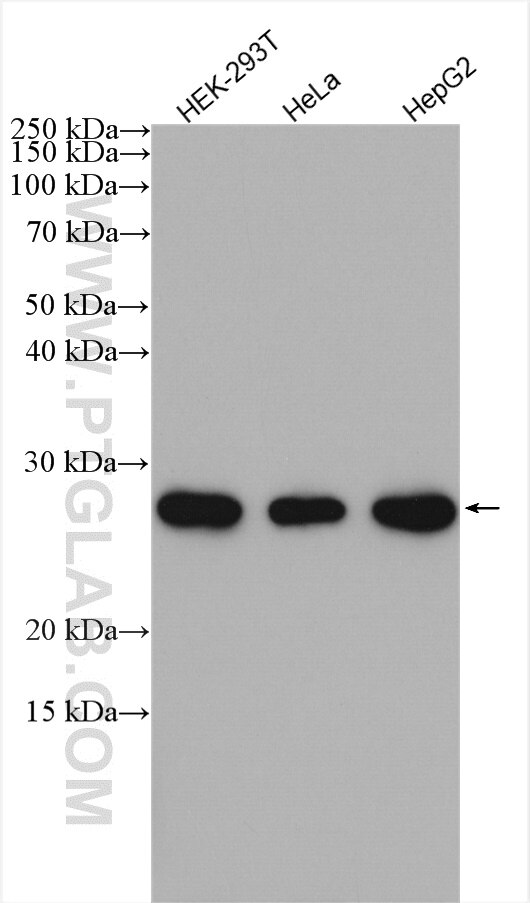 Western Blot (WB) analysis of various lysates using SPC24 Polyclonal antibody (26268-1-AP)