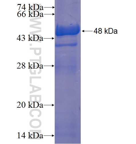 SPC24 fusion protein Ag23256 SDS-PAGE