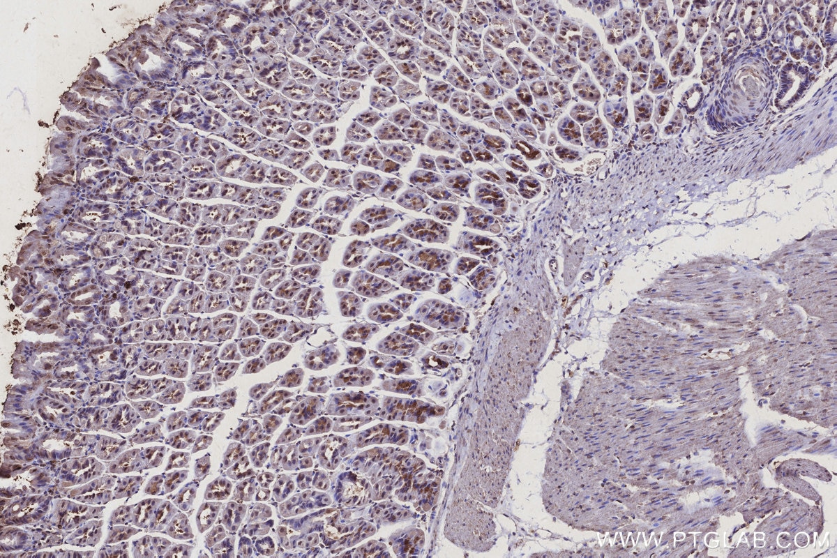Immunohistochemistry (IHC) staining of mouse stomach tissue using SPC25 Polyclonal antibody (26474-1-AP)