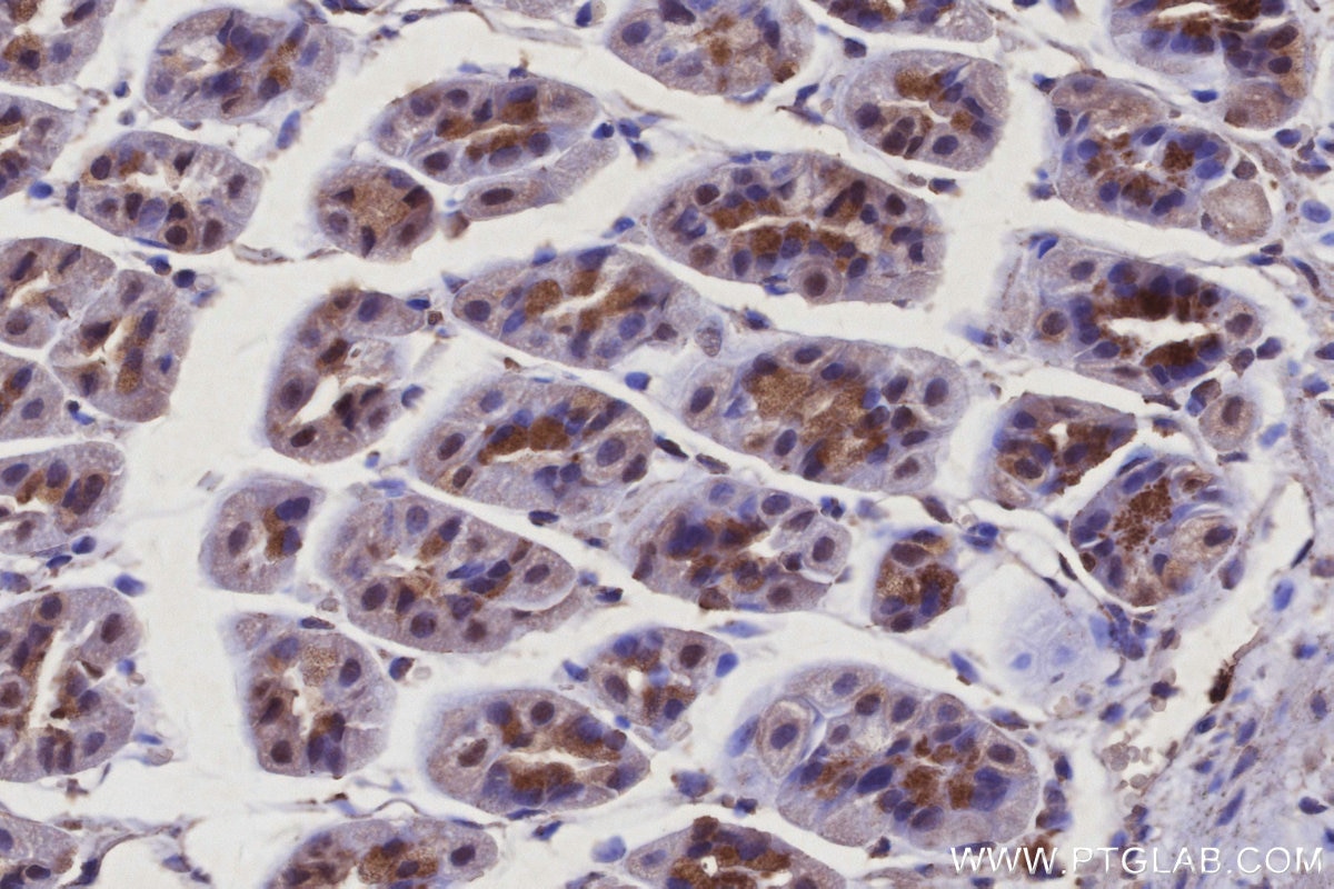 Immunohistochemistry (IHC) staining of mouse stomach tissue using SPC25 Polyclonal antibody (26474-1-AP)