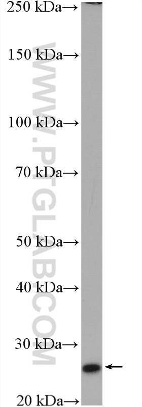 Western Blot (WB) analysis of THP-1 cells using SPC25 Polyclonal antibody (26474-1-AP)