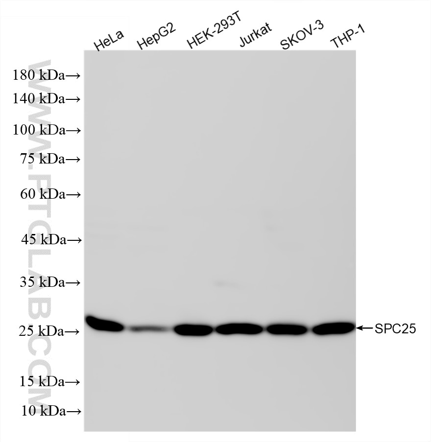 Western Blot (WB) analysis of various lysates using SPC25 Recombinant monoclonal antibody (87323-1-RR)