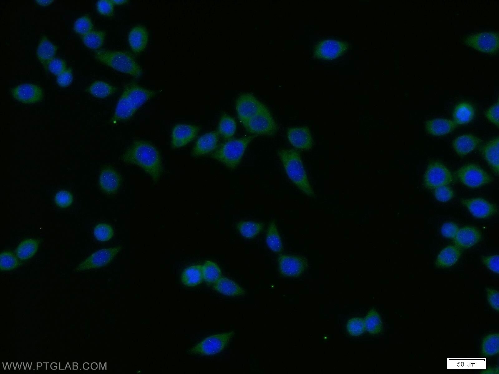 Immunofluorescence (IF) / fluorescent staining of BxPC-3 cells using SPCS1 Polyclonal antibody (11847-1-AP)