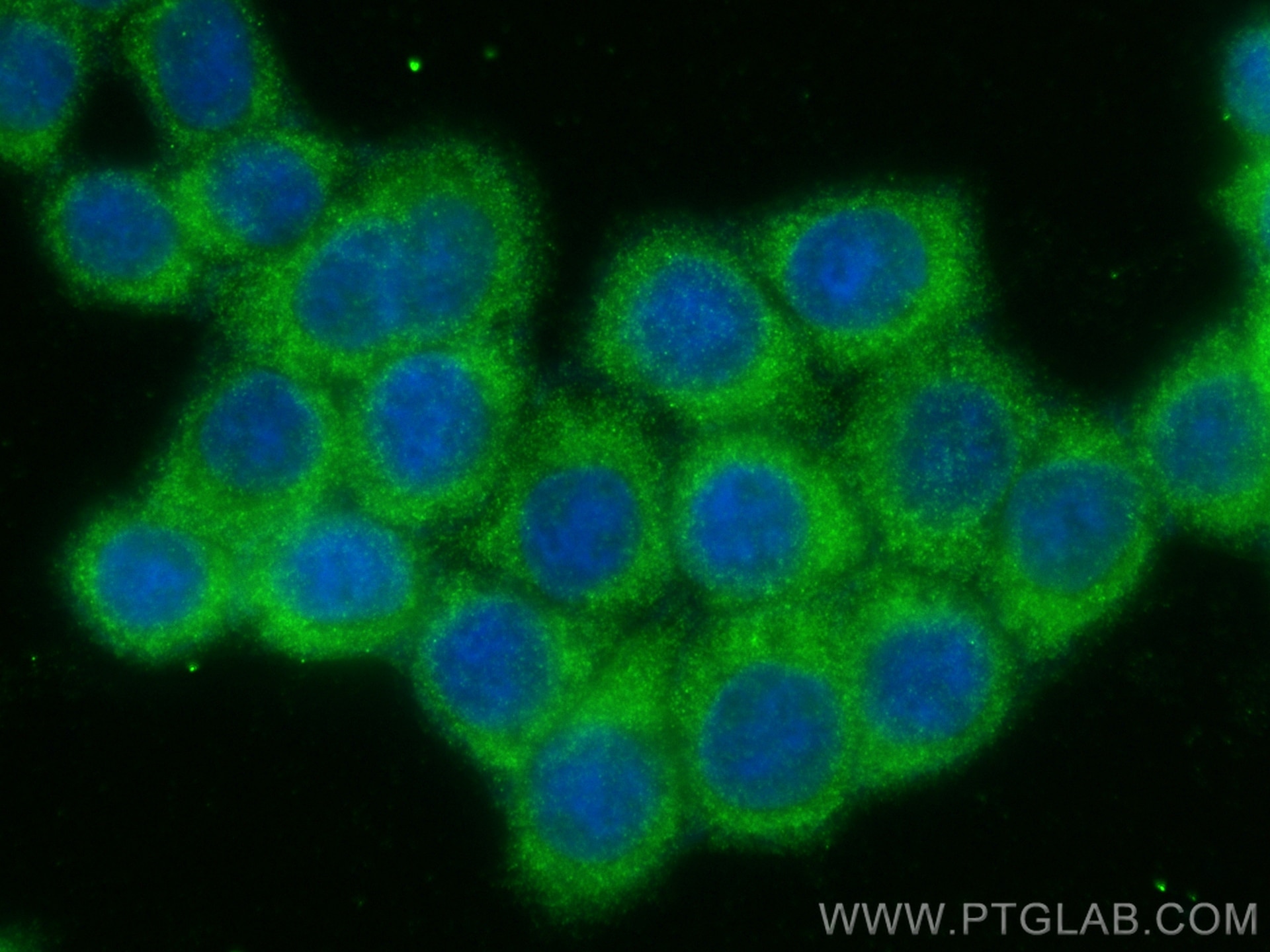 Immunofluorescence (IF) / fluorescent staining of BxPC-3 cells using SPCS1 Polyclonal antibody (11847-1-AP)