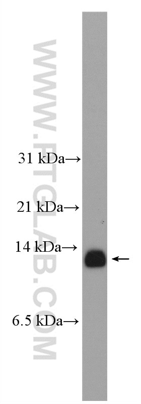 Western Blot (WB) analysis of PC-3 cells using SPCS1 Polyclonal antibody (11847-1-AP)
