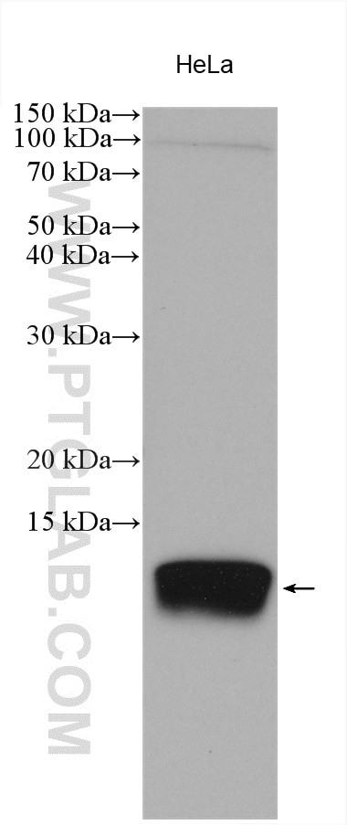 Western Blot (WB) analysis of various lysates using SPCS1 Polyclonal antibody (11847-1-AP)