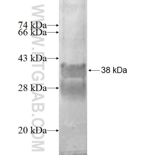 SPCS1 fusion protein Ag2407 SDS-PAGE