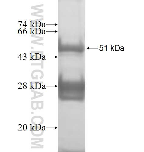 SPCS2 fusion protein Ag6640 SDS-PAGE