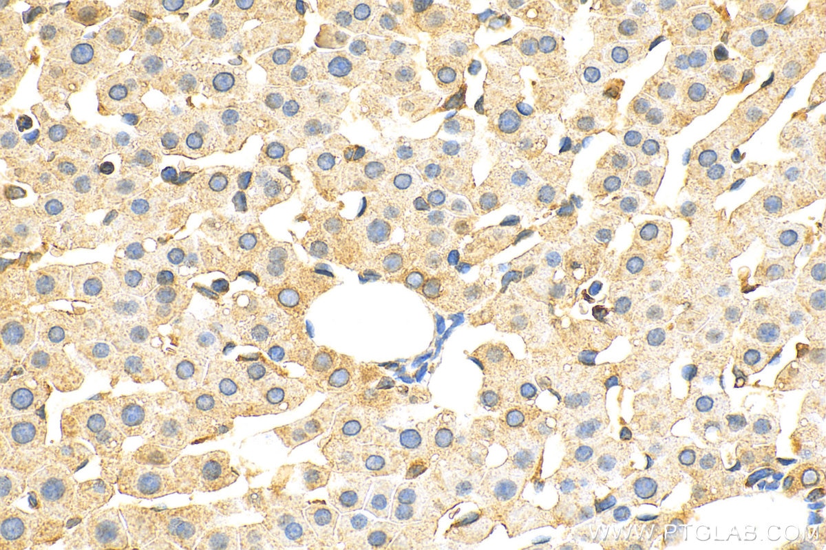 Immunohistochemistry (IHC) staining of rat liver tissue using SPCS3 Polyclonal antibody (17640-1-AP)
