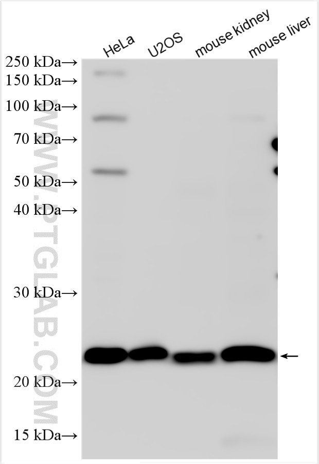 Western Blot (WB) analysis of various lysates using SPCS3 Polyclonal antibody (17640-1-AP)