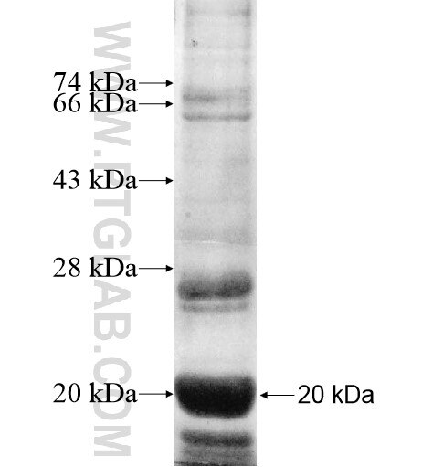 SPCS3 fusion protein Ag11689 SDS-PAGE