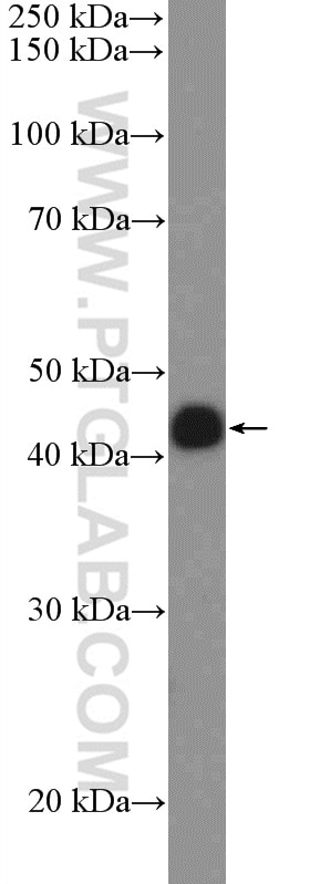 Western Blot (WB) analysis of MCF-7 cells using SPDEF Polyclonal antibody (11467-1-AP)