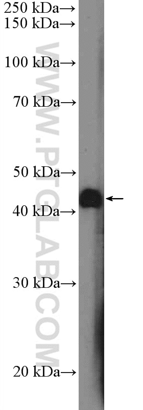 Western Blot (WB) analysis of MCF-7 cells using SPDEF Polyclonal antibody (11467-1-AP)