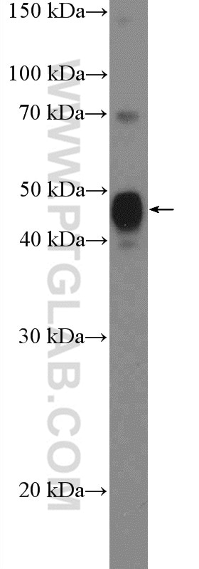 Western Blot (WB) analysis of MCF-7 cells using SPDEF Polyclonal antibody (11467-1-AP)