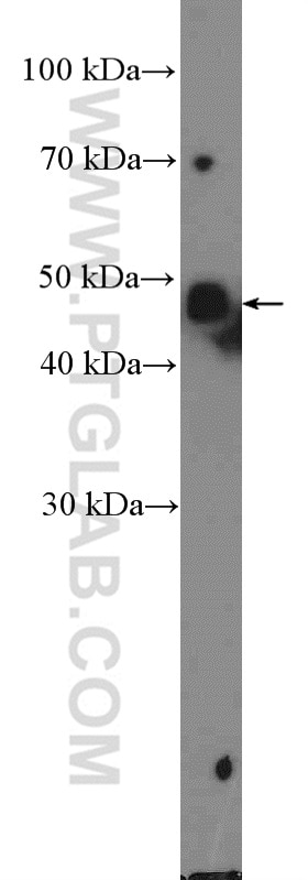 Western Blot (WB) analysis of MCF-7 cells using SPDEF Polyclonal antibody (11467-1-AP)